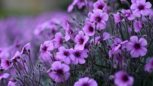 ЖЕЛАНИЯ СОПЕРНИЦЫ......