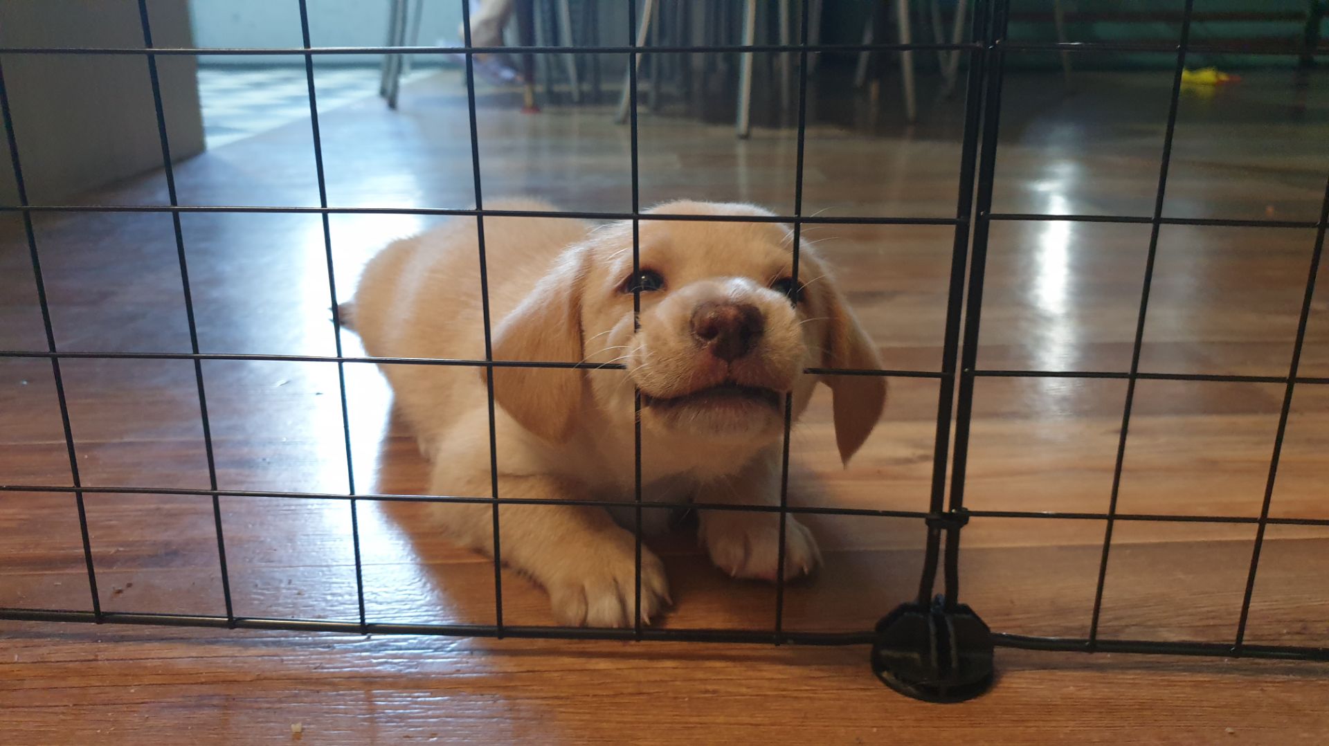 Бентли с лучшим другом.