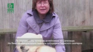 Белые медведи Пермского зоопарка. ГКАУК «Пермский зоопарк». Фестиваль геобрендов «Земля Открытий»