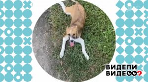 Поездка за Колбасой. Видели видео? Фрагмент выпуска от 16.11.2025