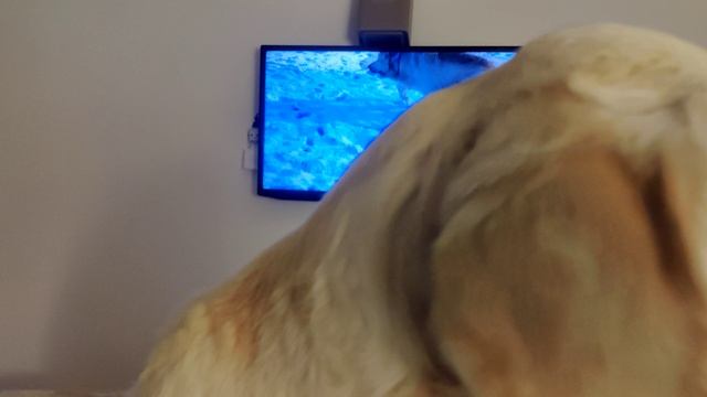 Ахилл о себе