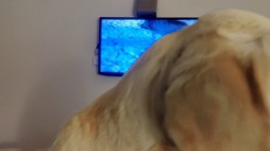 Ахилл о себе