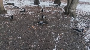 воронья семья прогноз погоды от волшебника 16 ноября