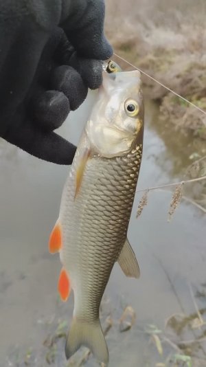 голавль на воблер с дальним сплавом
