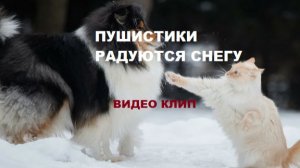 Пушистики и первый снег