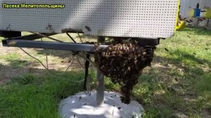 И снова Рой пчелиный колапс