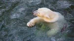 Медвежата Белка и Стрелка. Самая смелая сестренка сломала лед и занялась плаванием подо льдом.