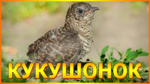 КУКУШОНОК