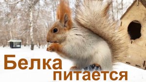Белка питается