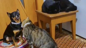 Жизнь простой Семьи в Деревне,Пришлось закрыть их в комнате,Сельчане