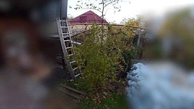 Зизифус. Конец осени