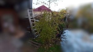 Зизифус. Конец осени