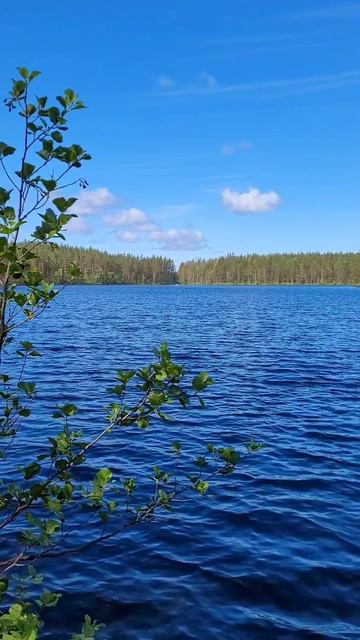 Карелия 2025. Озеро Сариярви (Светлое). Июль 2025г (Часть 4) смотреть онлайн