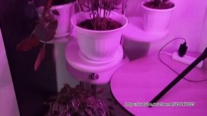 Купил полку для цветов и лампу для подсвечивания
Обзор покупок с ВБ