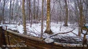 LIVE: На лесной опушке. Природа онлайн