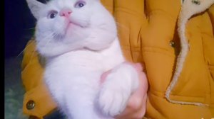 Наша жизнь в Деревне,Вата сам идёт в сарай,Что Купила