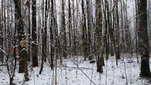 Лесопарк Лосиный остров, ноябрьский первый снег ❄️🌲❄️🌲❄️🌲❄️ 15.11.2025