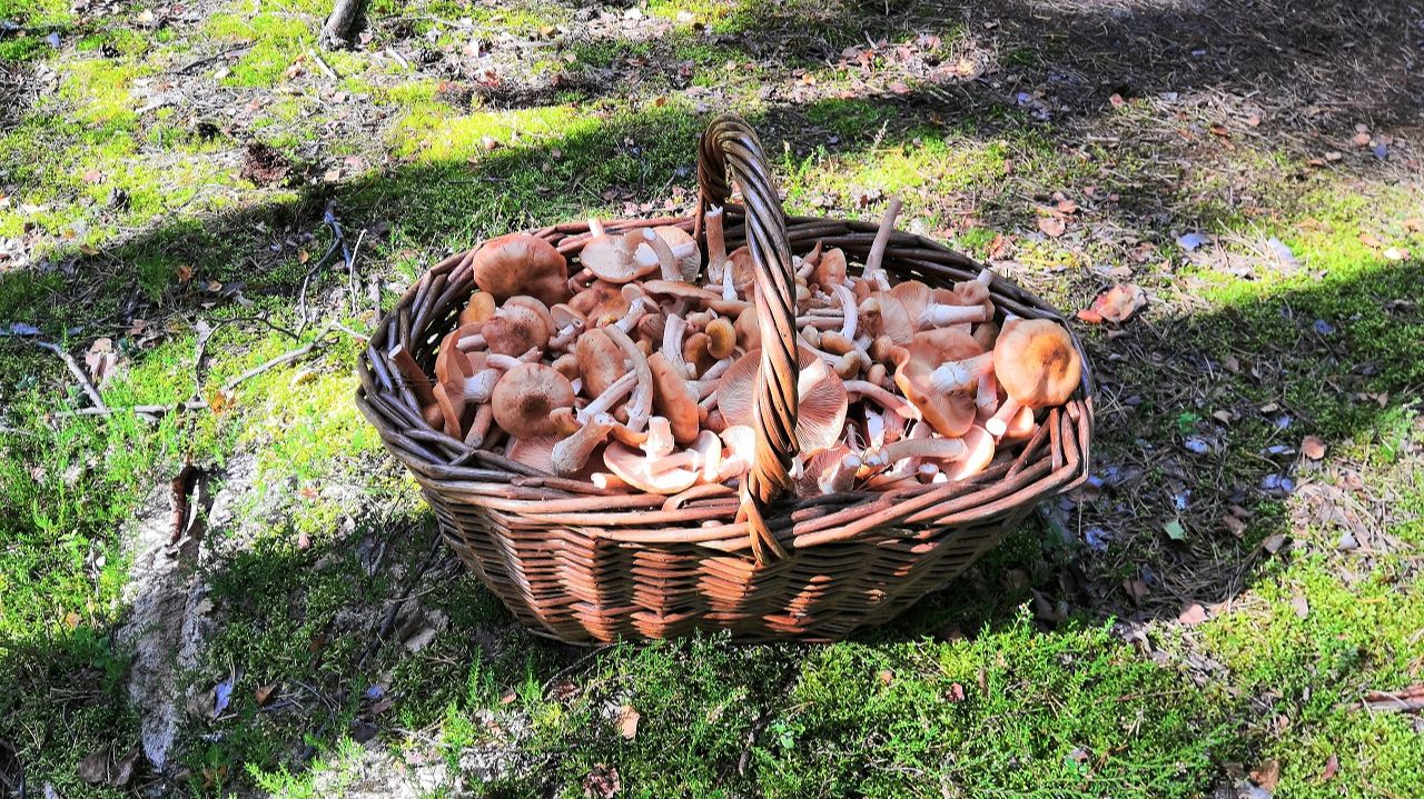 Снова опята на березах: как найти много осенних опят в лесу 🍄 смотреть онлайн