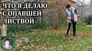 Я использую опавшие с деревьев листья по разному Но всегда с пользой для огорода