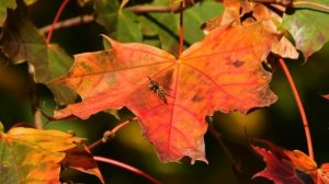 Тайна за гранью. Что откроется 17 ноября_