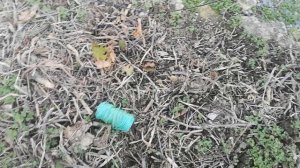 Посадка чеснока без копки земли