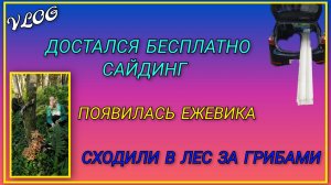 🍒 VLOG: Доставка из Пятёрочки/ Достался сайдинг с дома под разбор/ Появилась ежевика/ Сходили в лес