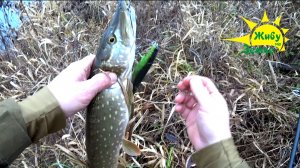 Ловля Щуки в Ноябре. На Большие Приманки, на Равномерной Проводке