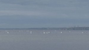 Лебеди уже собираются в Бердянске