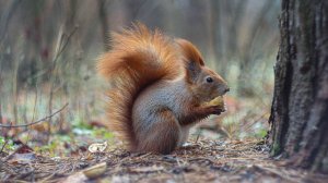 Воскресный прикорм (зажирение) белок