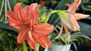 17-11-2025.новый Гиппеаструм Леди Джейн..обработка.. посадка для наращивания корней в перлит.