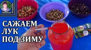 Я всегда сажаю лук севок под зиму так  и получа