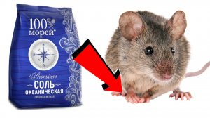 Как избавиться от мышей и крыс За 3 Секунды!..!..!