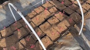 Практика применения барматухи на голубике.