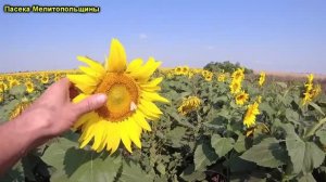 Пролет на позднем подсолнухе