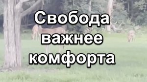 Свобода важнее богатства