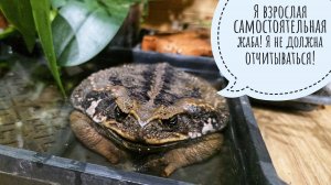 Где пропадала жаба Брунгильда? Кошка Морошка хочет своих мышев обратно