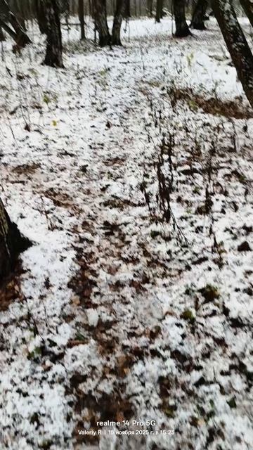 Лосиный остров, ноябрь, первый снег 🌲❄️🌲❄️🌲 15.11.2025 смотреть онлайн