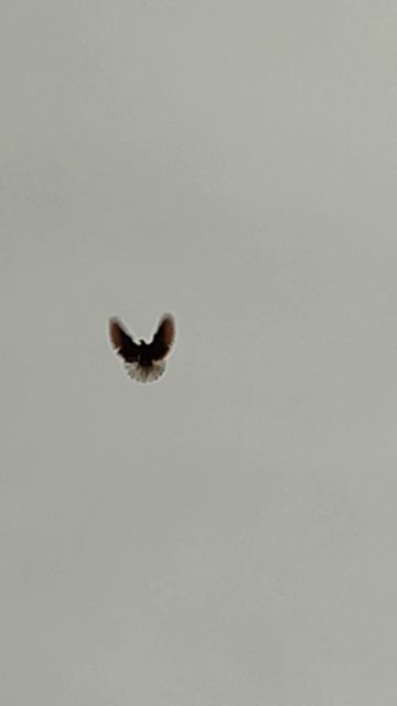 Саратовские безкружные голуби 2025г. смотреть онлайн