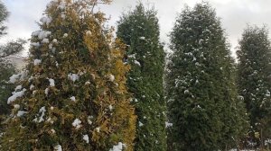 Первый долгожданный снег