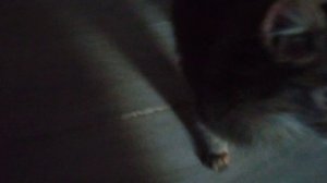 новая кошка :]