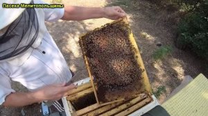 Гнездо Карники в конце взятка