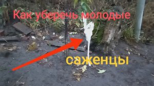 Как уберечь молодые саженцы зимой.