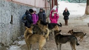 Осторожно! Зубастые псы, и беззубый закон.