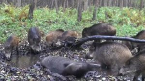 Фото ловушка кабаны