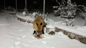 (1170) Лиса приходит в гости. Ноябрь 2025