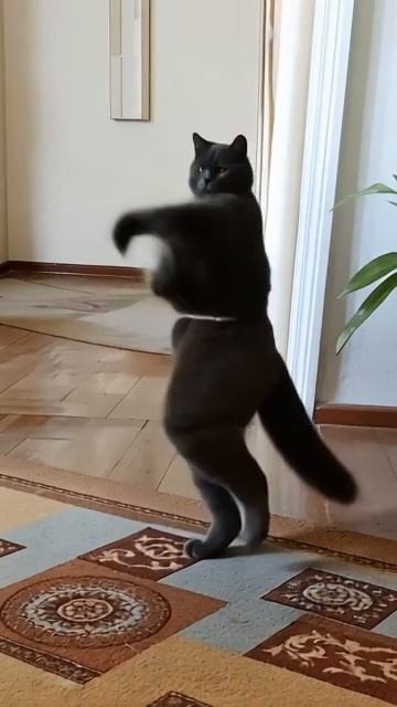 кот танцует танец живота 😄😄😄😄😆😆😁 кот Кисель
ии смотреть онлайн