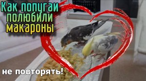 Не кормите попугаев макаронами! Хотя они всё равно хотят и едят