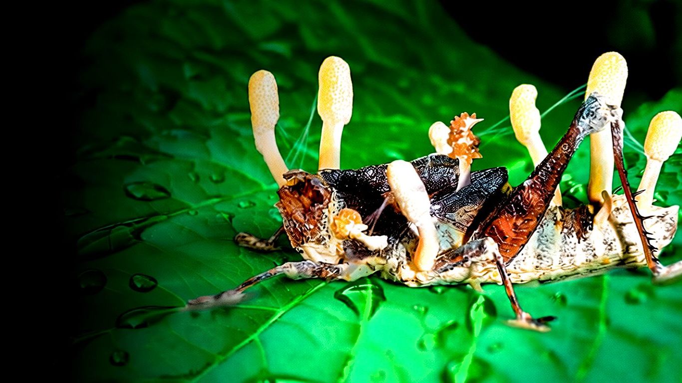 Зомби-Гриб управляет насекомыми