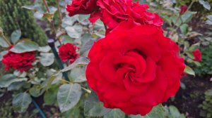 Vlog/166/ Ноябрь, снега нет/ Дача, банька,шашлычок...