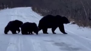 На Камчатке медведица с двумя медвежатами полакомилась уловом рыбака